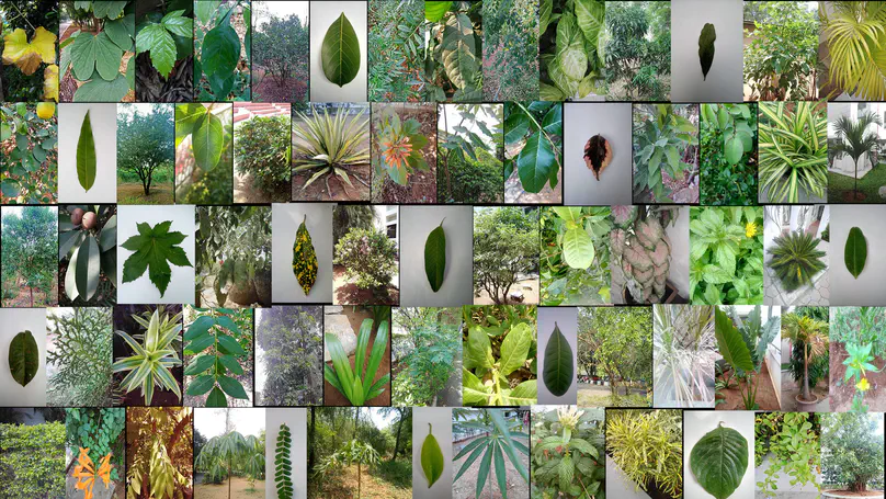 Indian Flora Project